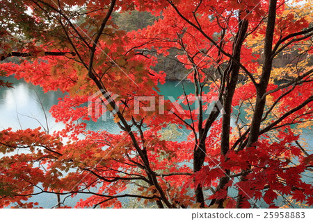 Autumnal leaves and Lamp Bandai vicamen swamp 25958883