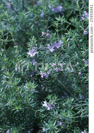 West Lynn Gear flower language is "love of truth" 25958941