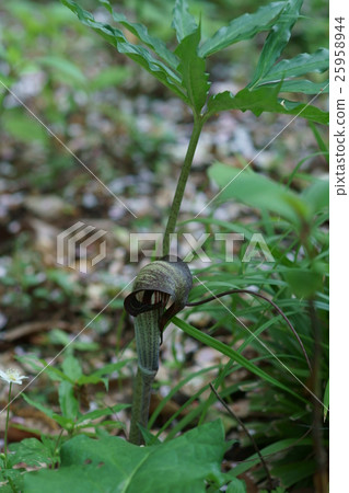 Urasima grass (Urashimao) Another name is snake grass. Urasima grass (Urashimao) Another name is snake grass. 25958944