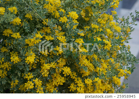 Colonilla Valentina Bali Egata is a variegated enicida. 25958945