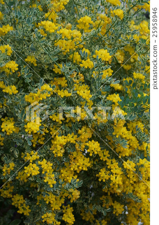 Colonilla Valentina Bali Egata is a variegated enicida. Colonilla Valentina Bali Egata is a variegated enicida. 25958946