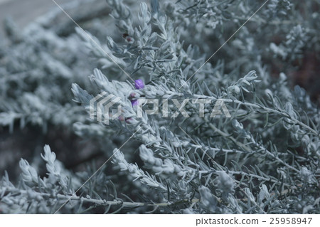 Elemophila Nivea Elemophila Nivea 25958947