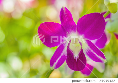 Pink orchid 25959382