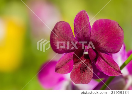 Red orchid Red orchid 25959384