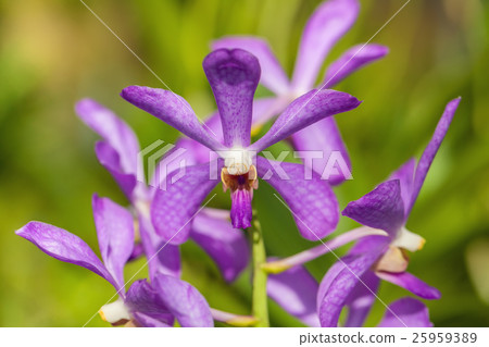 Branch of violet orchid Branch of violet orchid 25959389