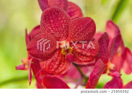 Red orchid 25959392