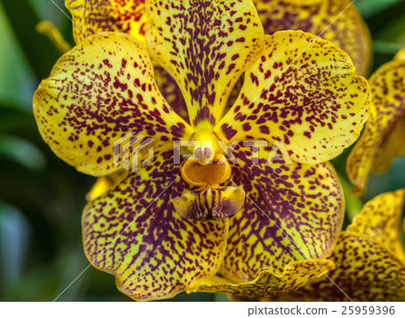 Spotted orchid 25959396