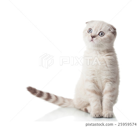 Scottish Fold breed Scottish Fold breed 25959574