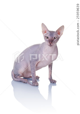 Cat of Don Sphynx breed Cat of Don Sphynx breed 25959639