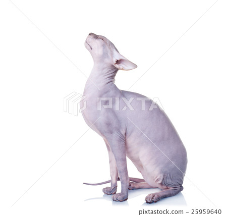 Cat of Don Sphynx breed Cat of Don Sphynx breed 25959640