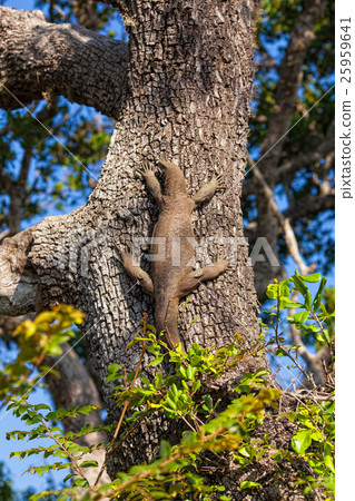 Komodo Dragon Komodo Dragon 25959641