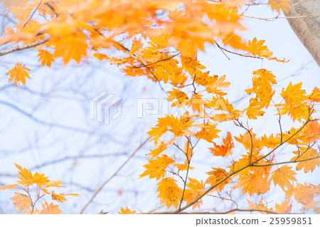 Matsunoyama Autumn leaves of Buna Amakusa Matsunoyama Autumn leaves of Buna Amakusa 25959851