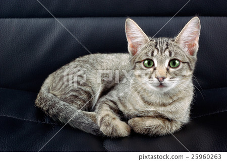 Cat on a chair Cat on a chair 25960263