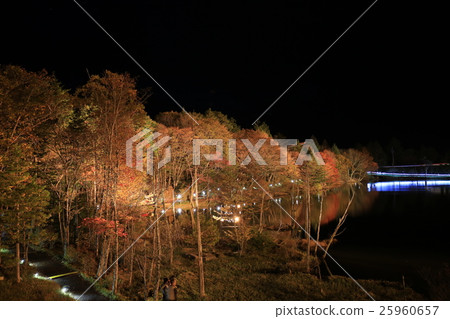 Autumn leaves lit up in Chapel Mountain 1 Autumn leaves lit up in Chapel Mountain 1 25960657
