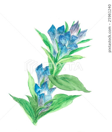 Gentian 4 25961240