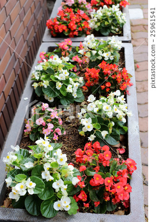 Lovely flower pot garden on pavement. 25961541