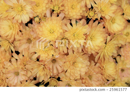 Yellow chrysanthemum flowers bouquet background. Yellow chrysanthemum flowers bouquet background. 25961577