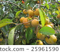 Persimmon 1 25961590
