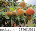 Persimmon 2 25961591