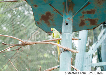 KL Bird Park. Indian Ringneck Parakeet 25961602