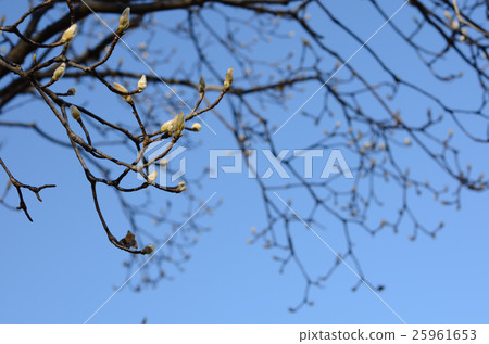 角質三葉草的芽 25961653