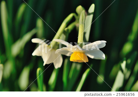 Japanese daffodil Japanese daffodil 25961656