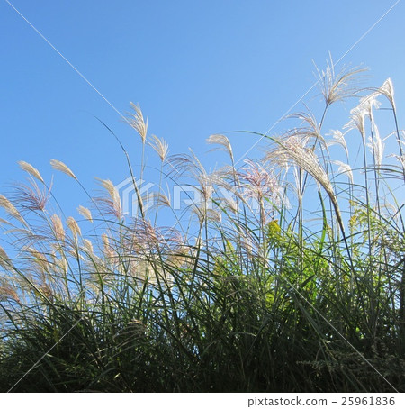 Suzuki 6 Suzuki 6 25961836