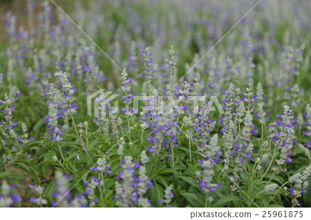 Salvia farinacea 25961875