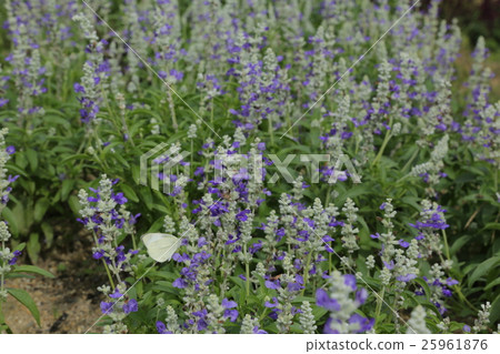 Salvia and monstrochu 25961876