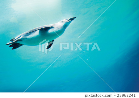 Conception of diving penguin plunged in blue water Conception of diving penguin plunged in blue water 25962241