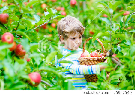 Little kid boy picking red apples on farm autumn Little kid boy picking red apples on farm autumn 25962540
