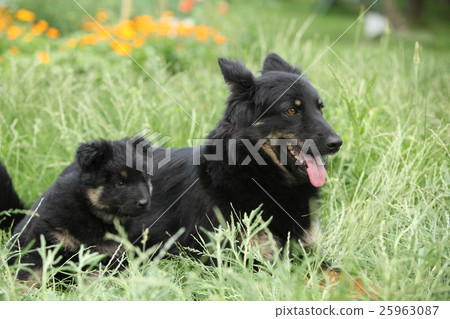 Beautiful bitch of Bohemian Shepherd with puppies 25963087