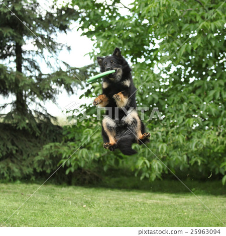 Great Bohemian Shepherd in action 25963094