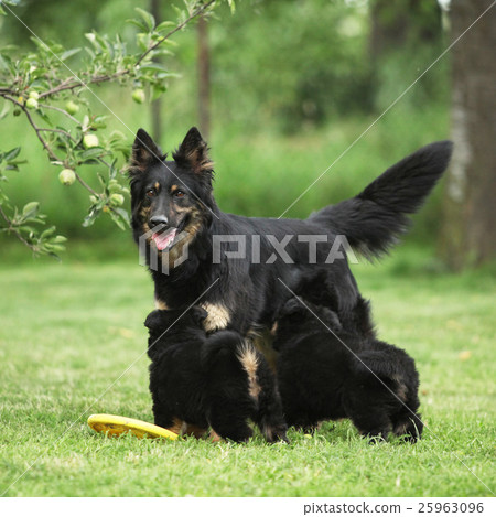 Beautiful bitch of Bohemian Shepherd with puppies 25963096