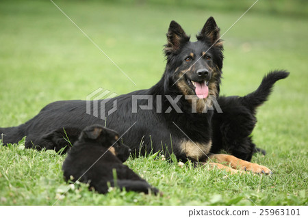 Beautiful bitch of Bohemian Shepherd with puppies 25963101