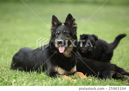 Beautiful bitch of Bohemian Shepherd with puppies 25963104