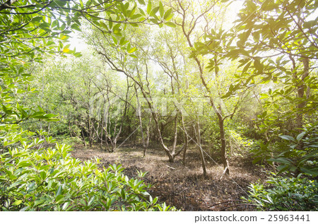 Mangrove forest and sun lay Mangrove forest and sun lay 25963441