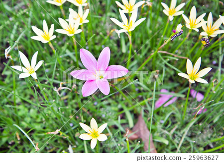 Pink flower among yellow flowers in the park 25963627