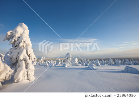 Sunny winter landscape in Lapland 25964080
