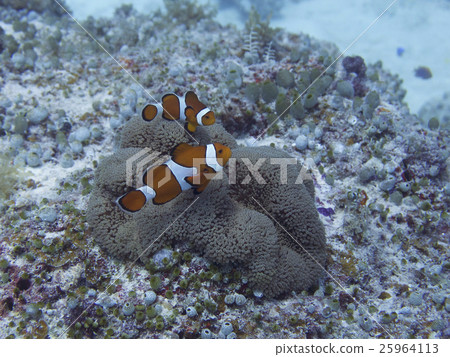 Ishigakijima / clownfish Ishigakijima / clownfish 25964113