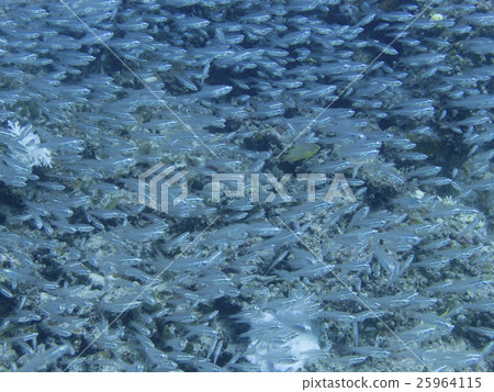 石垣島/ Sukashi河 25964115