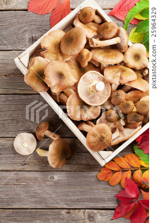 Autumn food. Mushrooms Autumn food. Mushrooms 25964329