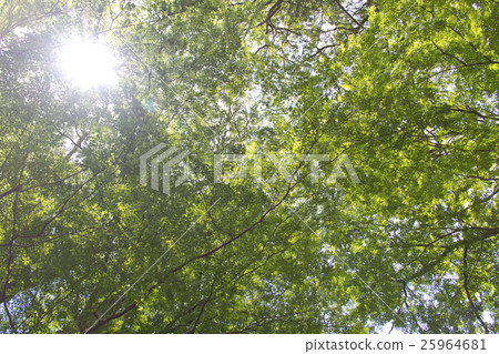 Momiji的大樹 Momiji的大樹 25964681