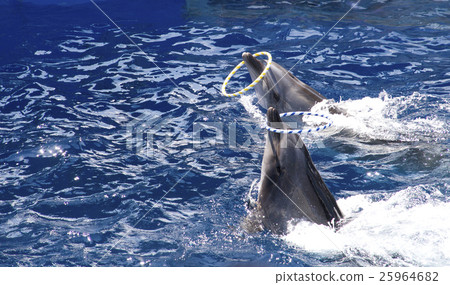 海豚表演/響鈴 海豚表演/響鈴 25964682