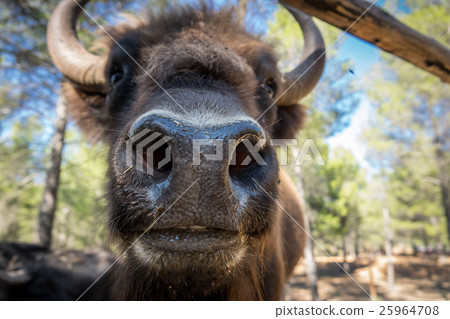 European bison closeup of snout 25964708