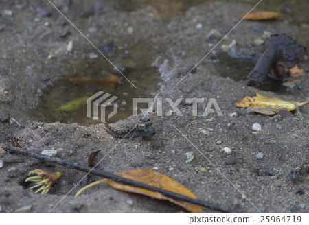 Ishigakijima / Minami Tobihaze 25964719