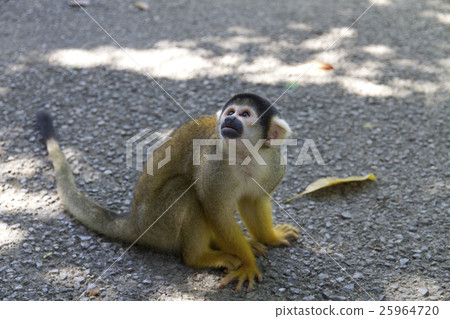 現在是一個村/松鼠猴 25964720