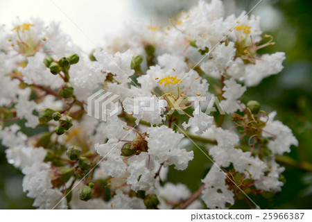 華麗的猩紅色白色 25966387
