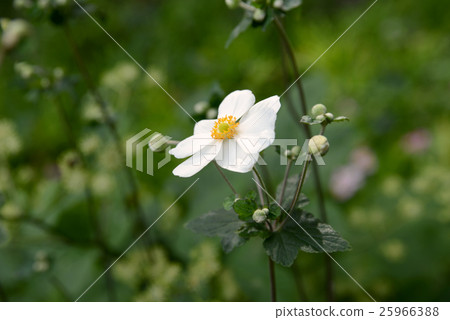 White Shumeigiku 25966388