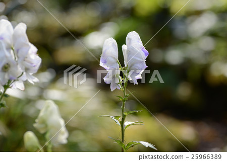 白色和tricobut 25966389